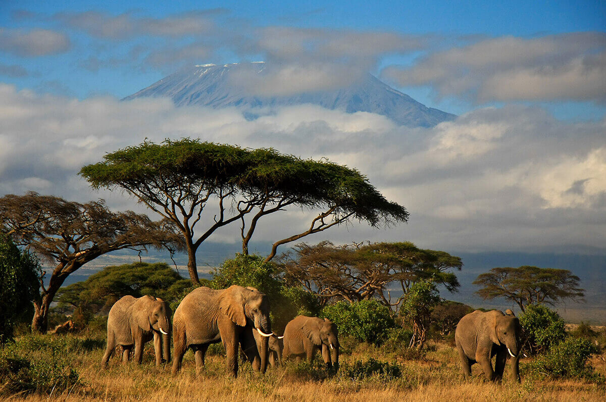 elephants at safari in Africa