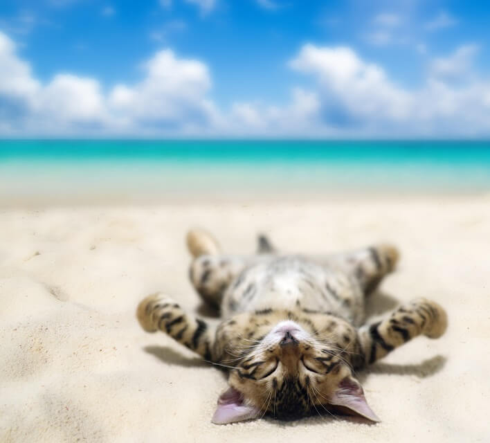 cat laid on a beach