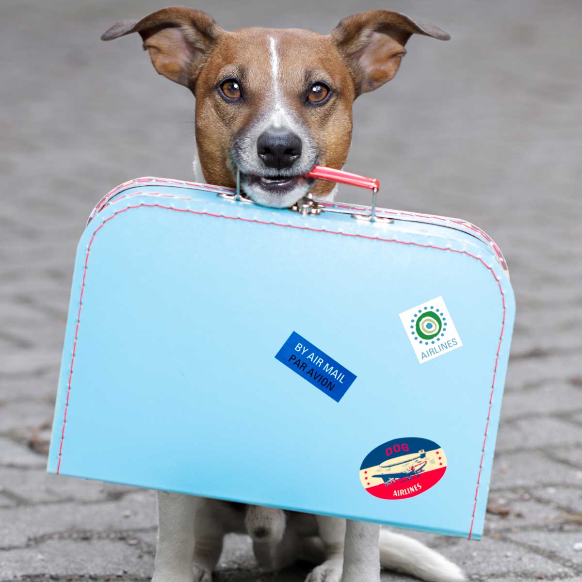 dog with suitcase