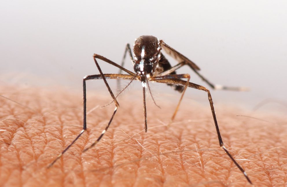 Medical - Mosquito